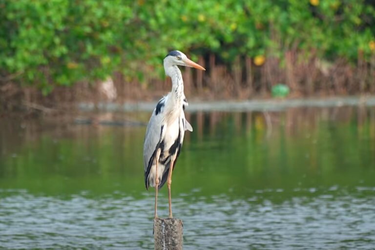 kadamakkudy-bird-watching
